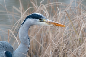 躲在芦苇丛中的苍鹭图片